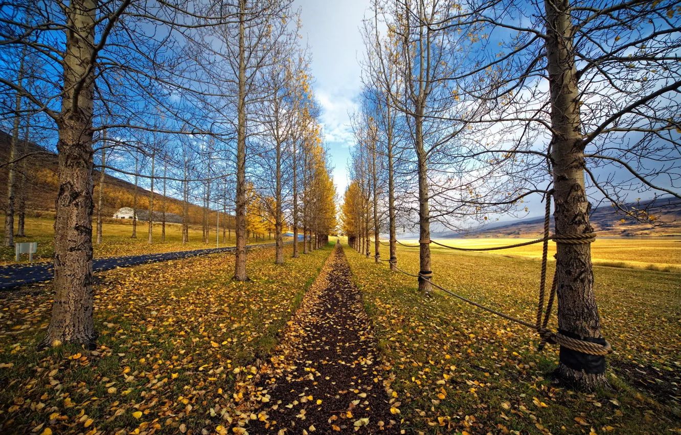 Photo wallpaper road, autumn, grass, leaves, trees, foliage, trail, plain