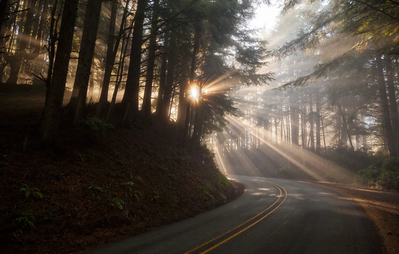 Photo wallpaper road, autumn, fog, morning