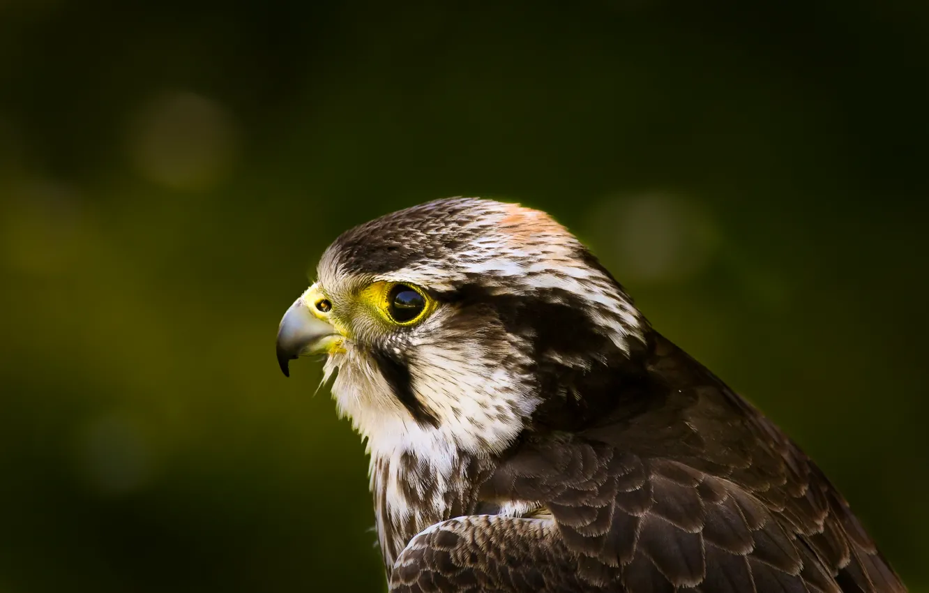 Photo wallpaper look, green, glare, background, bird, profile, hawk, Hawk