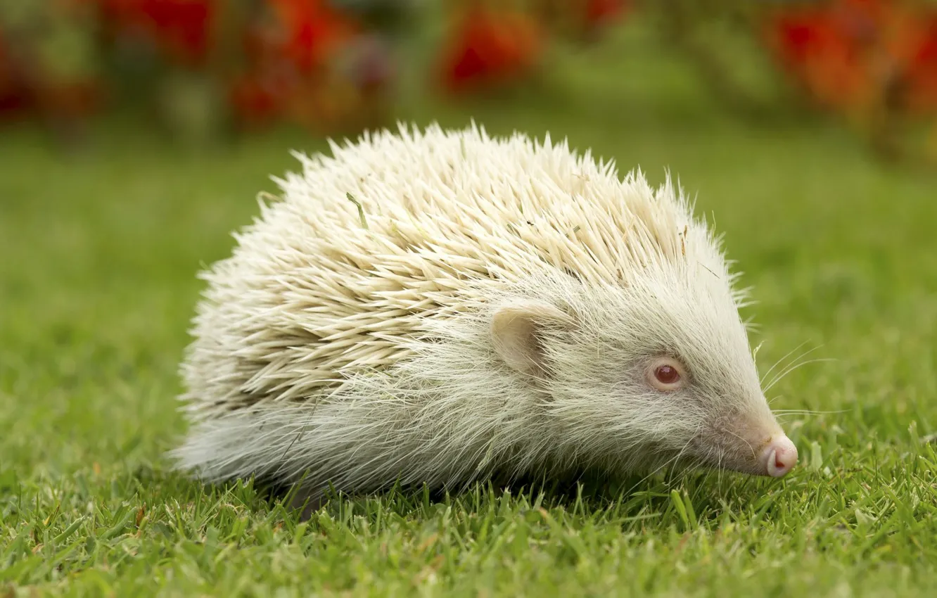 Photo wallpaper hedgehog, green grass, white the hedgehog, hedgehog albino