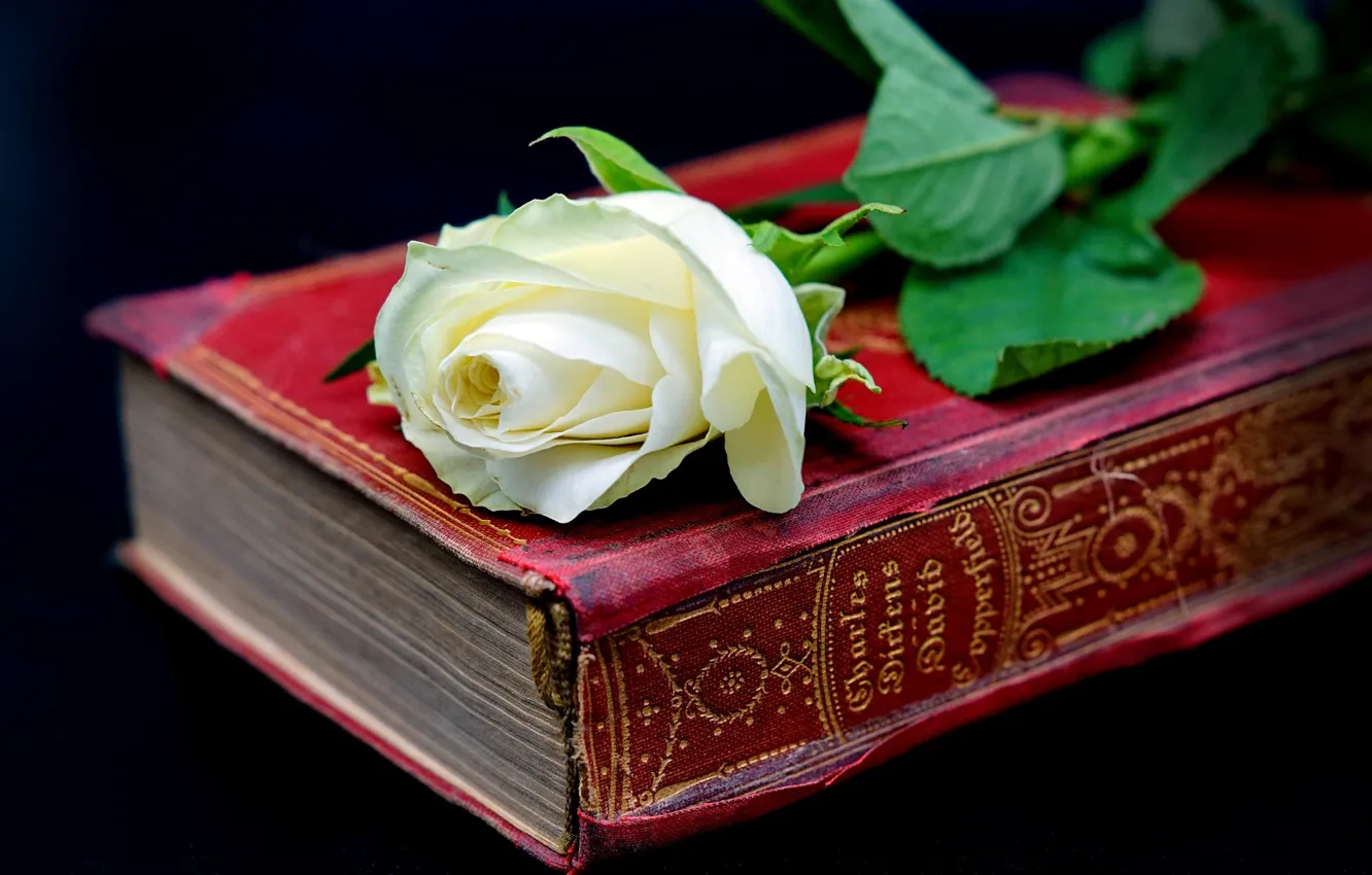 Photo wallpaper white, roses, book, folio