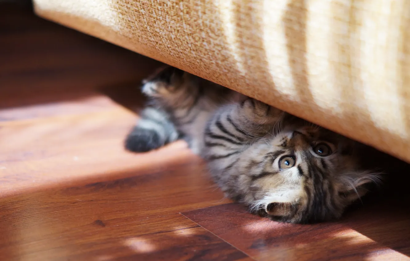 Photo wallpaper cat, the sun, kitty, cats