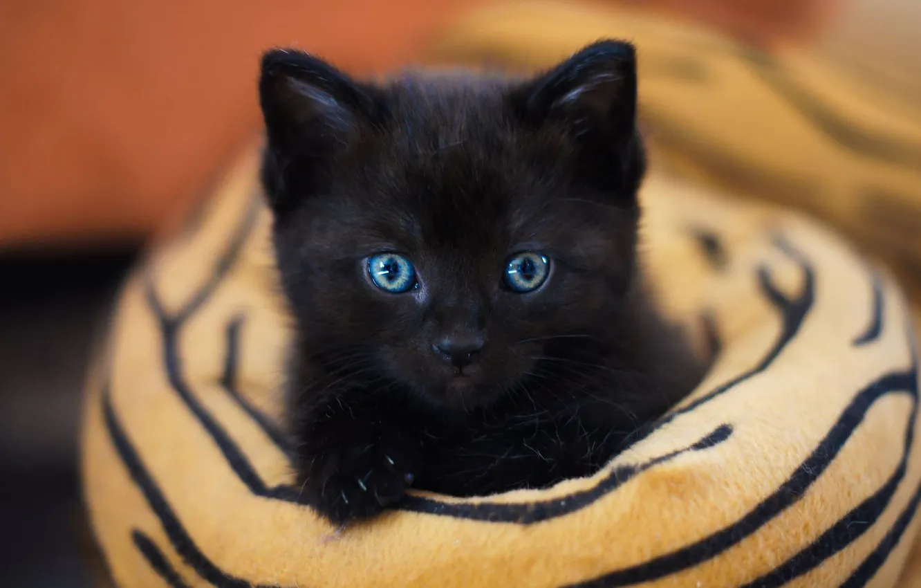 Photo wallpaper cat, look, pose, kitty, face