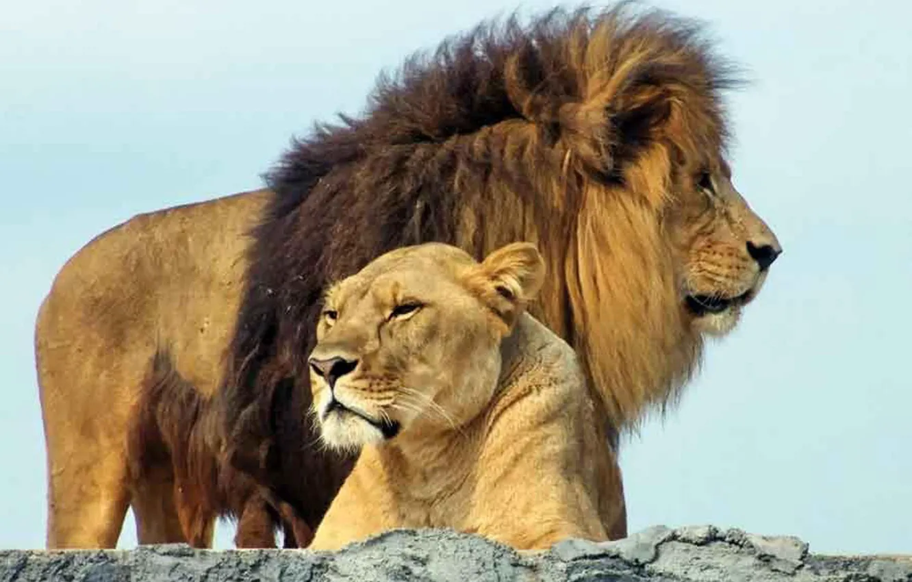 Photo wallpaper animal, wildlife, Lions, big cats, Leo and Lioness