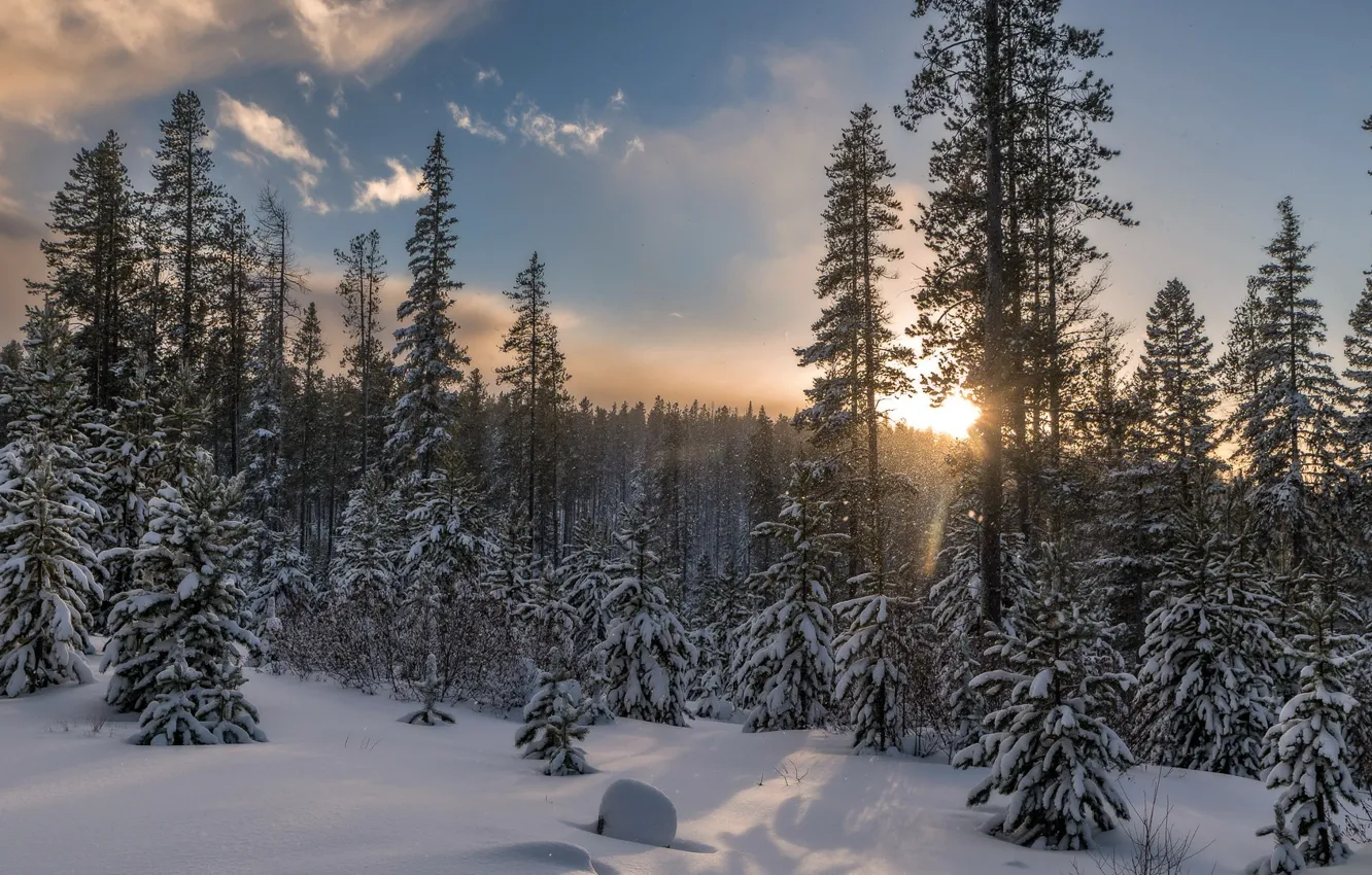 Photo wallpaper winter, forest, nature