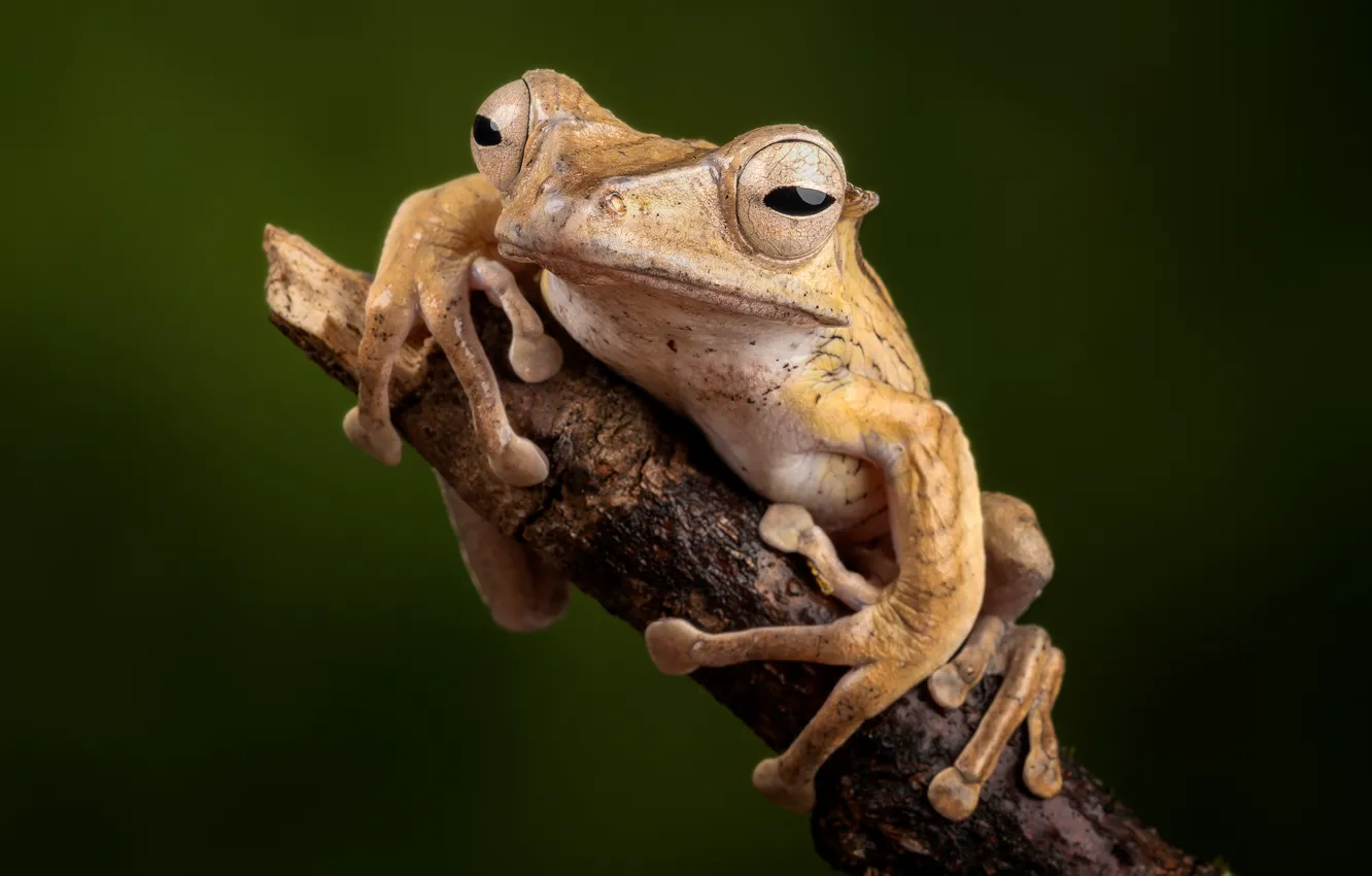 Photo wallpaper frog, branch, amphibians, kostopolous veslonogy