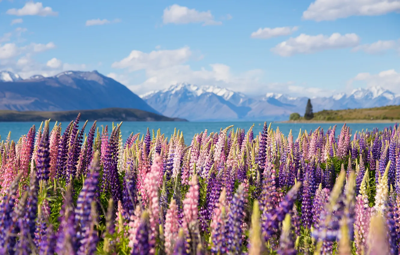 Photo wallpaper mountains, lake, New Zealand, lupins