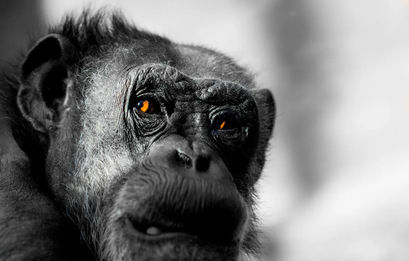 Photo wallpaper look, background, monkey