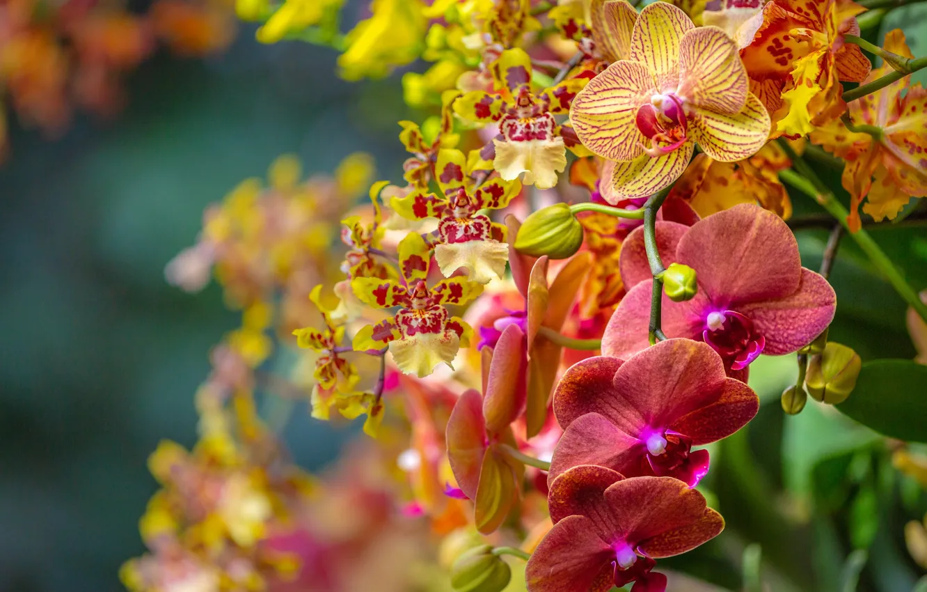 Photo wallpaper branches, exotic, Orchid