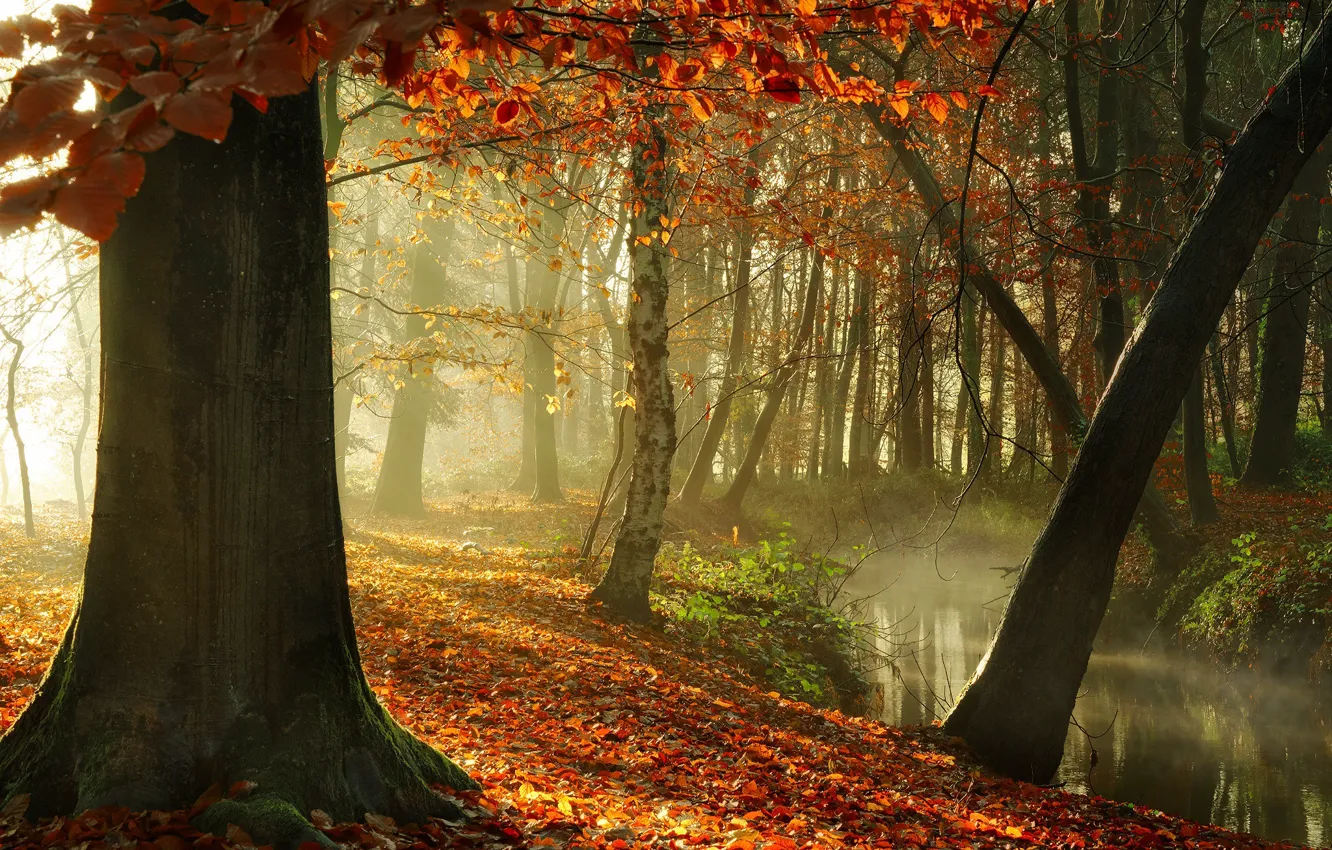 Photo wallpaper autumn, forest, the sun, light, trees, fog, shore, foliage