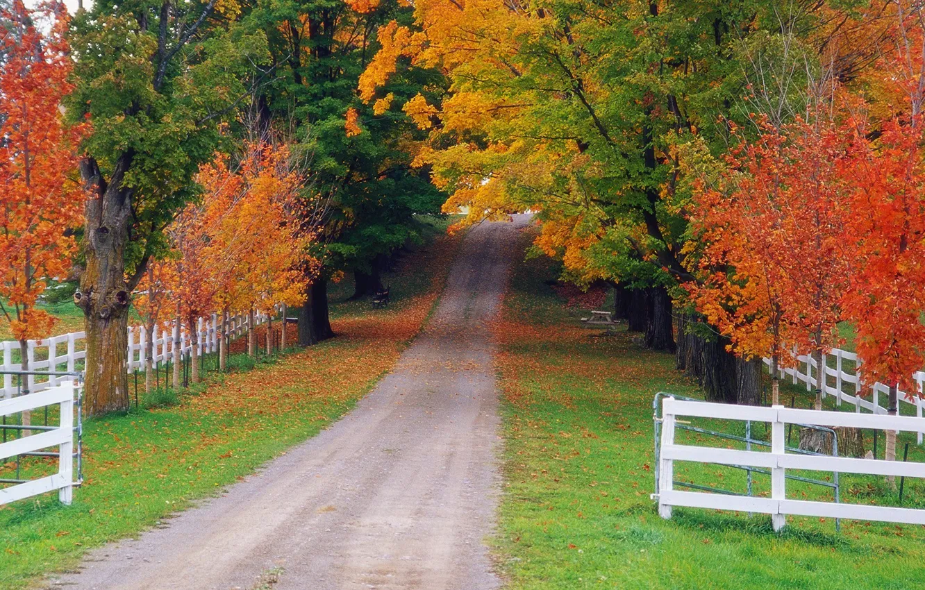 Photo wallpaper road, autumn, forest, nature, the fence