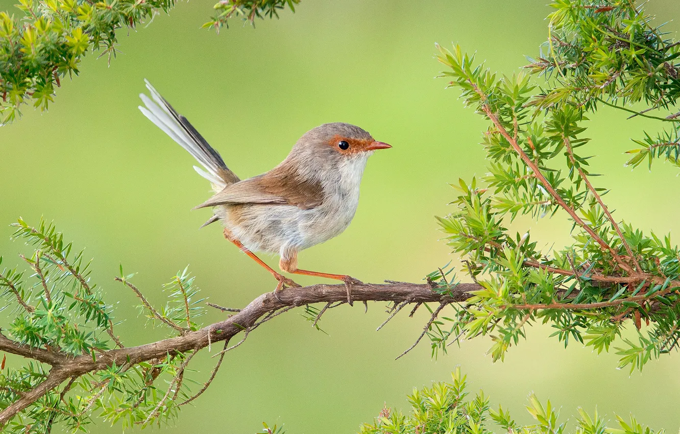 Photo wallpaper branches, bird, baby, malur