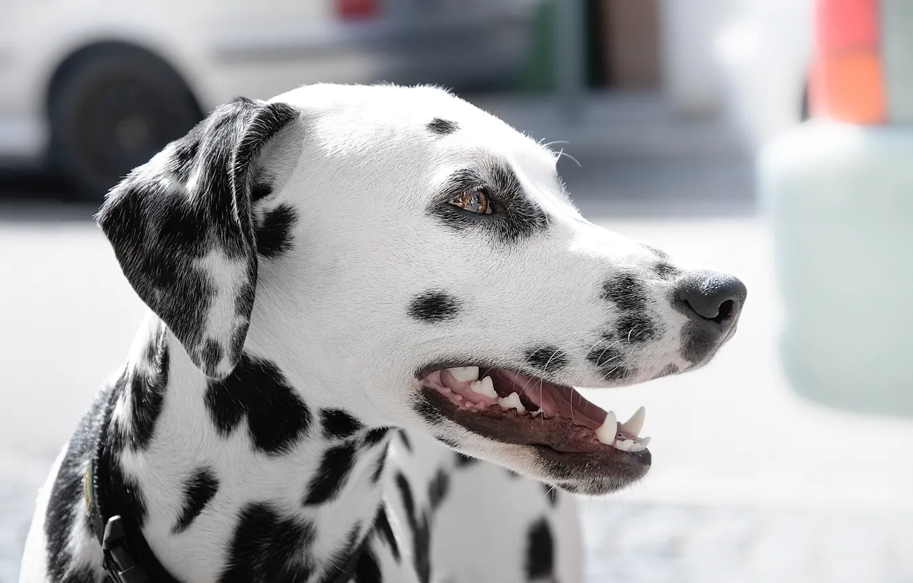 Photo wallpaper look, dog, spot, Dalmatians