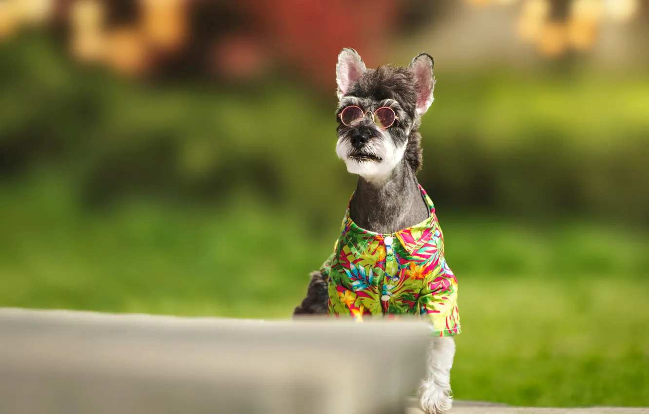 Photo wallpaper look, nature, pose, dog, face