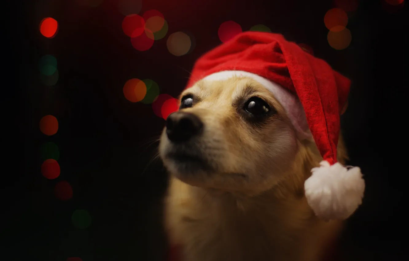 Photo wallpaper dog, New year, black background, the Santa hat