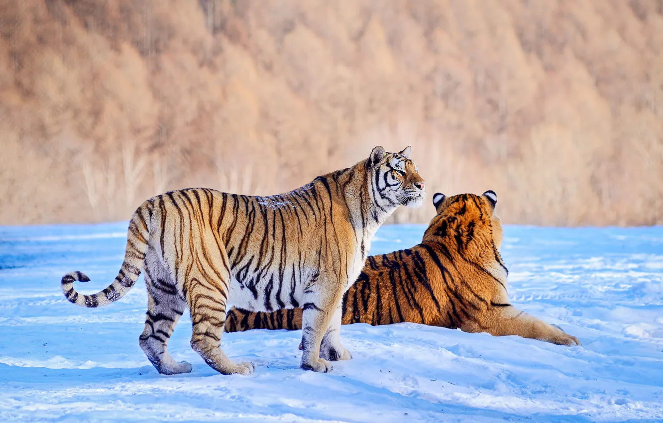 Photo wallpaper winter, forest, look, snow, trees, tiger, pose, shadow