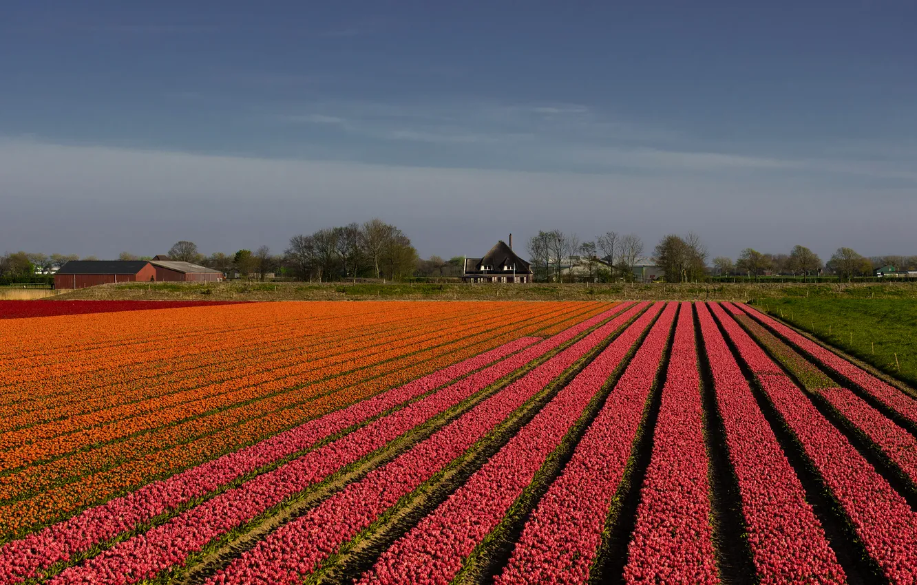 Photo wallpaper field, the sky, clouds, trees, flowers, orange, view, spring
