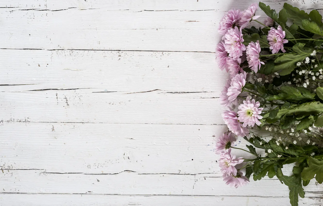 Photo wallpaper flowers, background, pink, chrysanthemum, wood, pink, flowers, violet