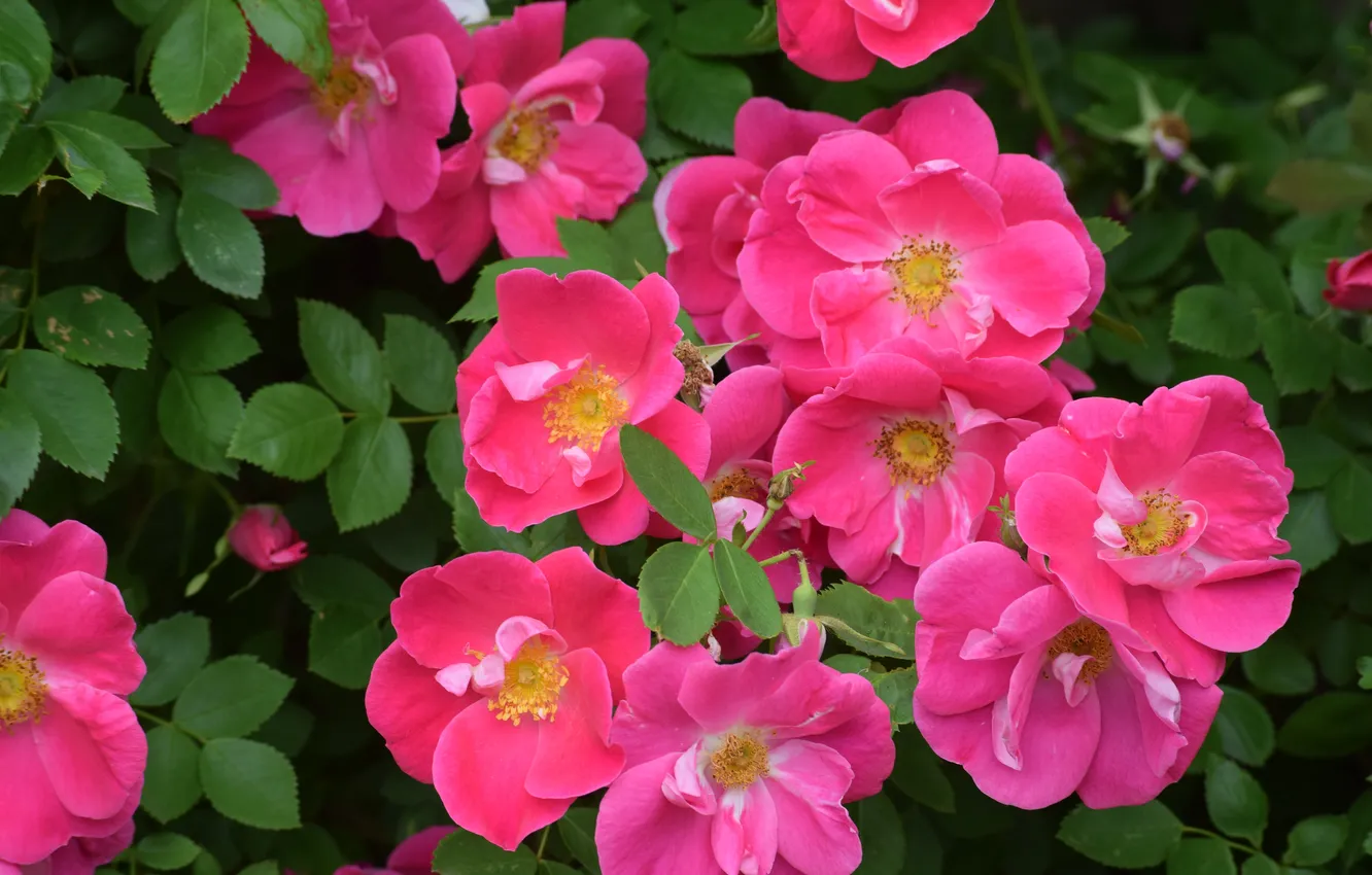 Photo wallpaper summer, leaves, flowers, branches, roses, garden, pink, flowering