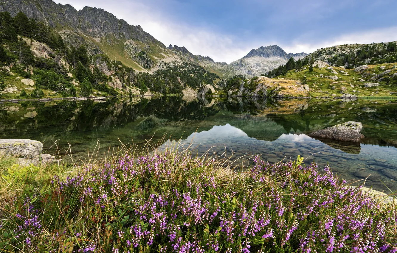 Photo wallpaper forest, flowers, mountains, lake, shore, Heather
