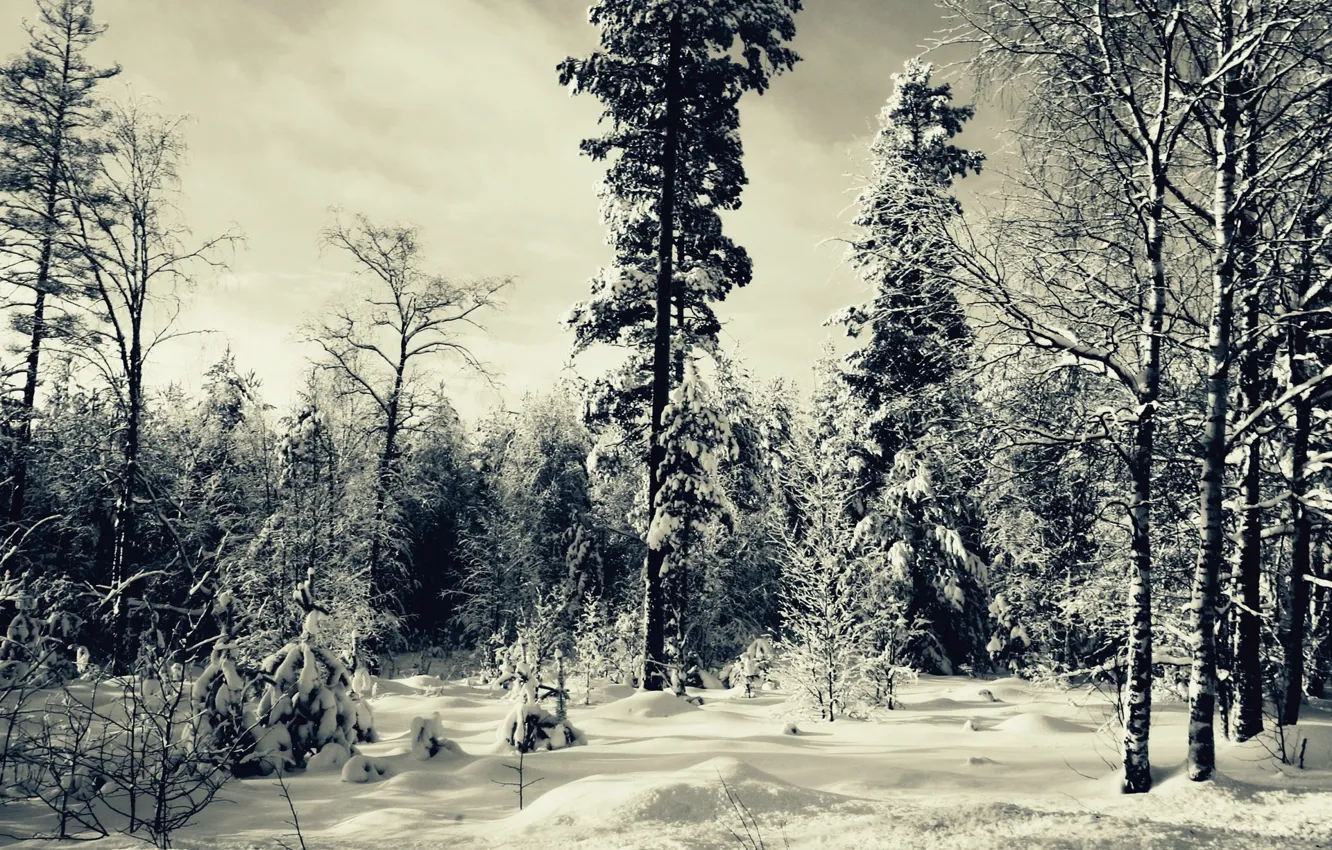 Photo wallpaper forest, snow, trees, Winter, tree, Winter