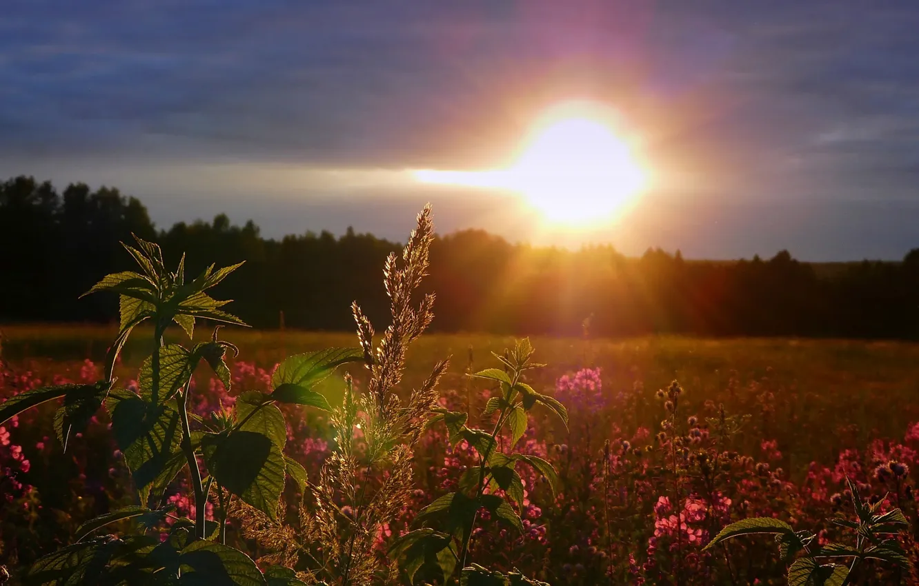 Photo wallpaper field, the sky, the sun, sunset, flowers