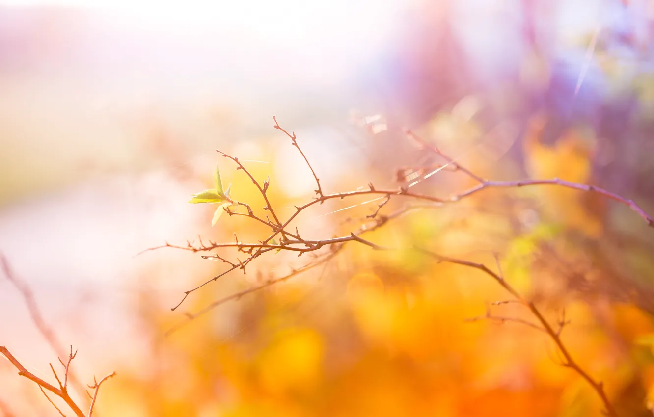 Photo wallpaper autumn, branch, Abstract, Autumn, leaves, Colors