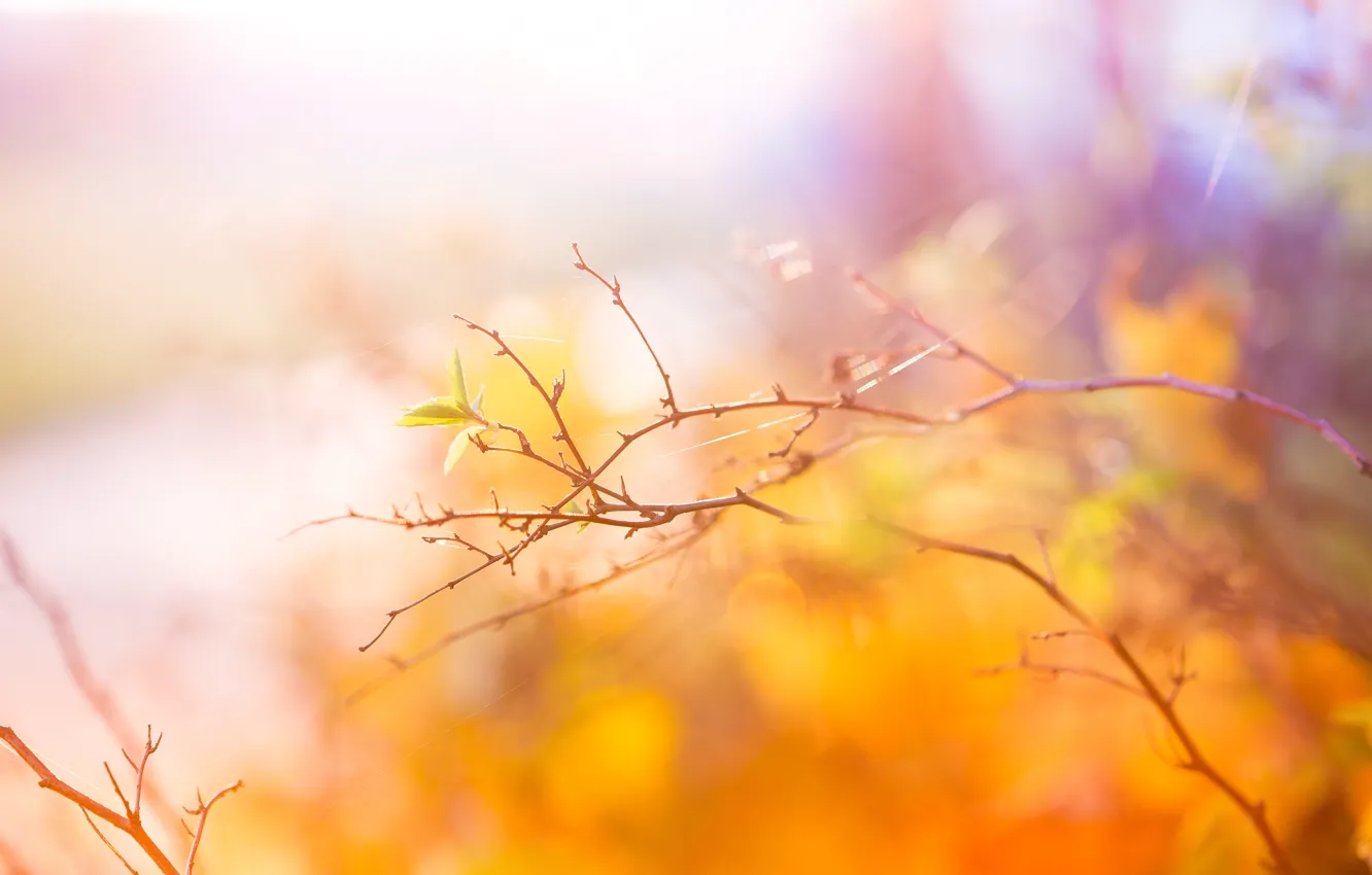 Photo wallpaper autumn, branch, colors, abstract, leaf, autumn
