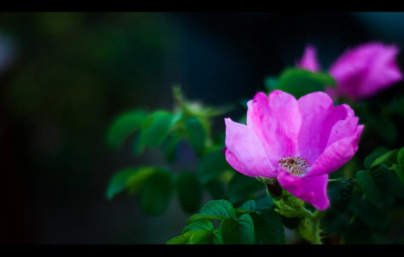Photo wallpaper color, roses, briar, tea