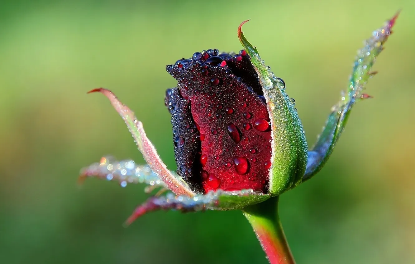 Photo wallpaper flower, drops, Rosa, rose, stem, Bud