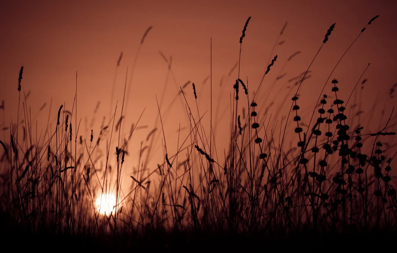 Photo wallpaper the sky, grass, light, nature