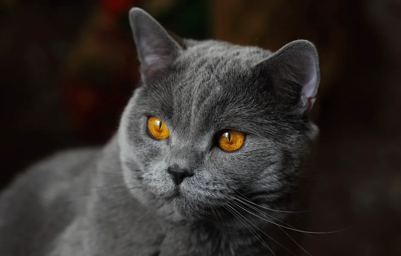 Photo wallpaper cat, look, background, portrait, muzzle, cat, British Shorthair