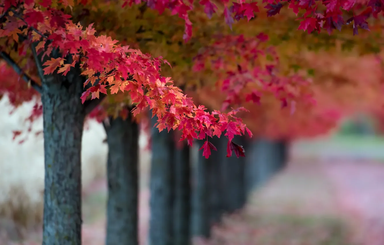Photo wallpaper autumn, leaves, trees