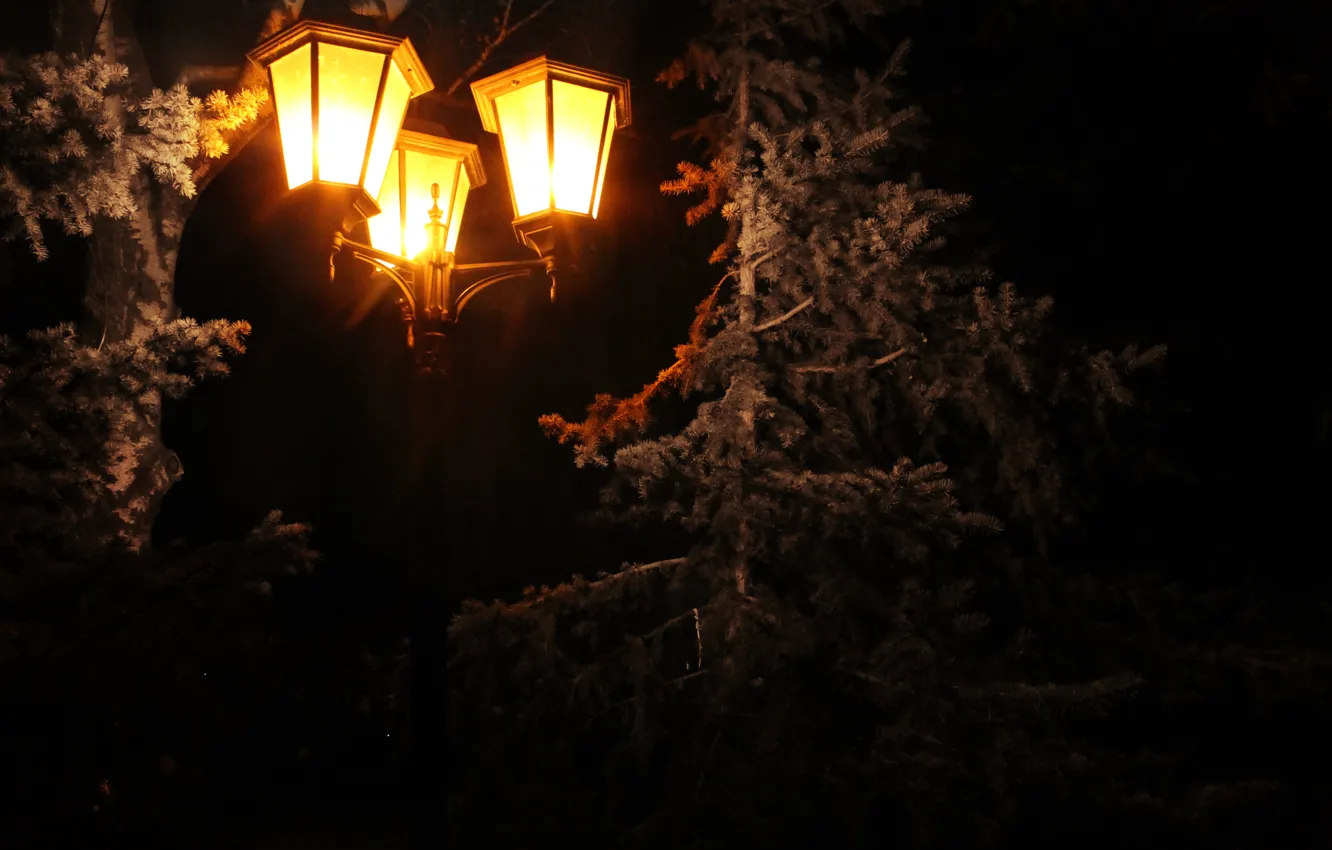 Photo wallpaper holiday, lamp, tree, spruce, lights, pine, 2016