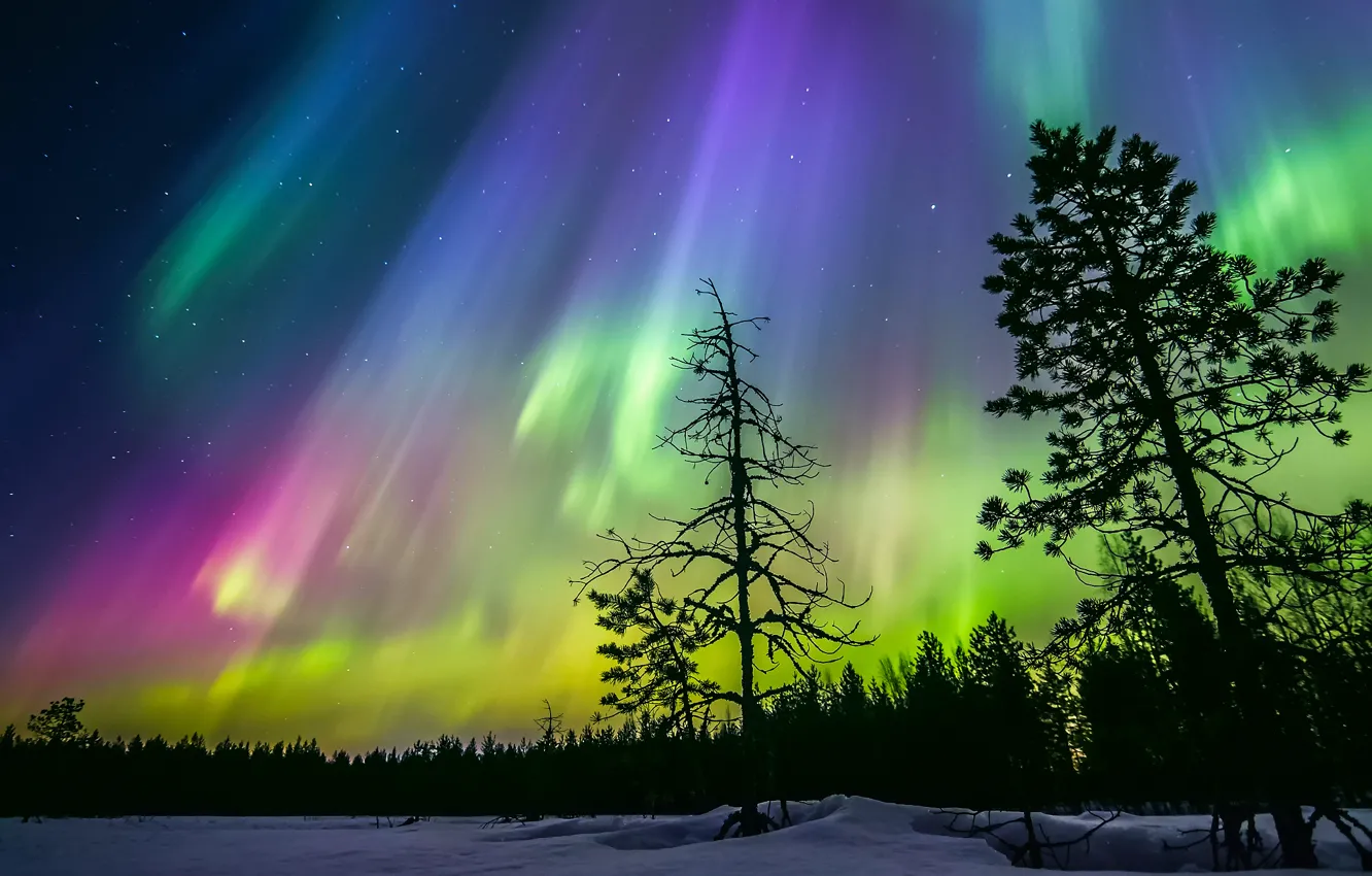 Photo wallpaper winter, forest, the sky, stars, snow, trees, night, Northern lights