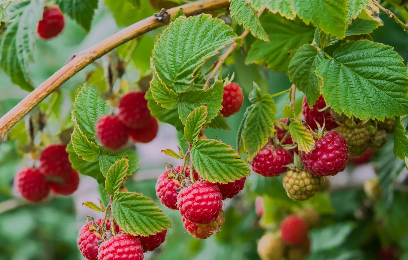Photo wallpaper summer, leaves, branches, nature, berries, raspberry, the bushes, bokeh