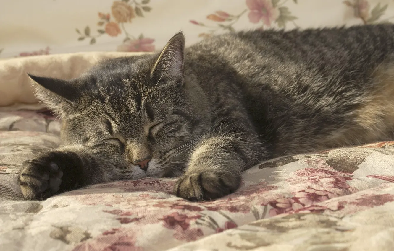 Photo wallpaper cat, cat, sleep, blanket