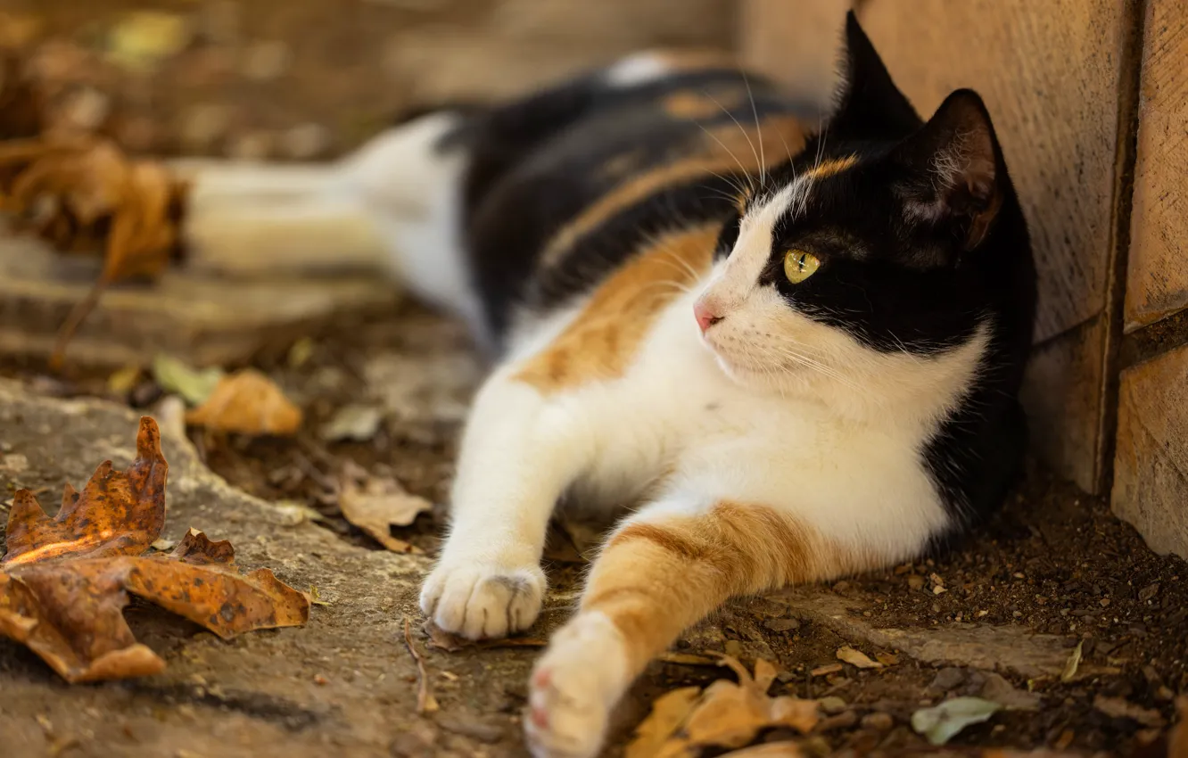 Photo wallpaper autumn, cat, cat, look, nature, stay, foliage, yard