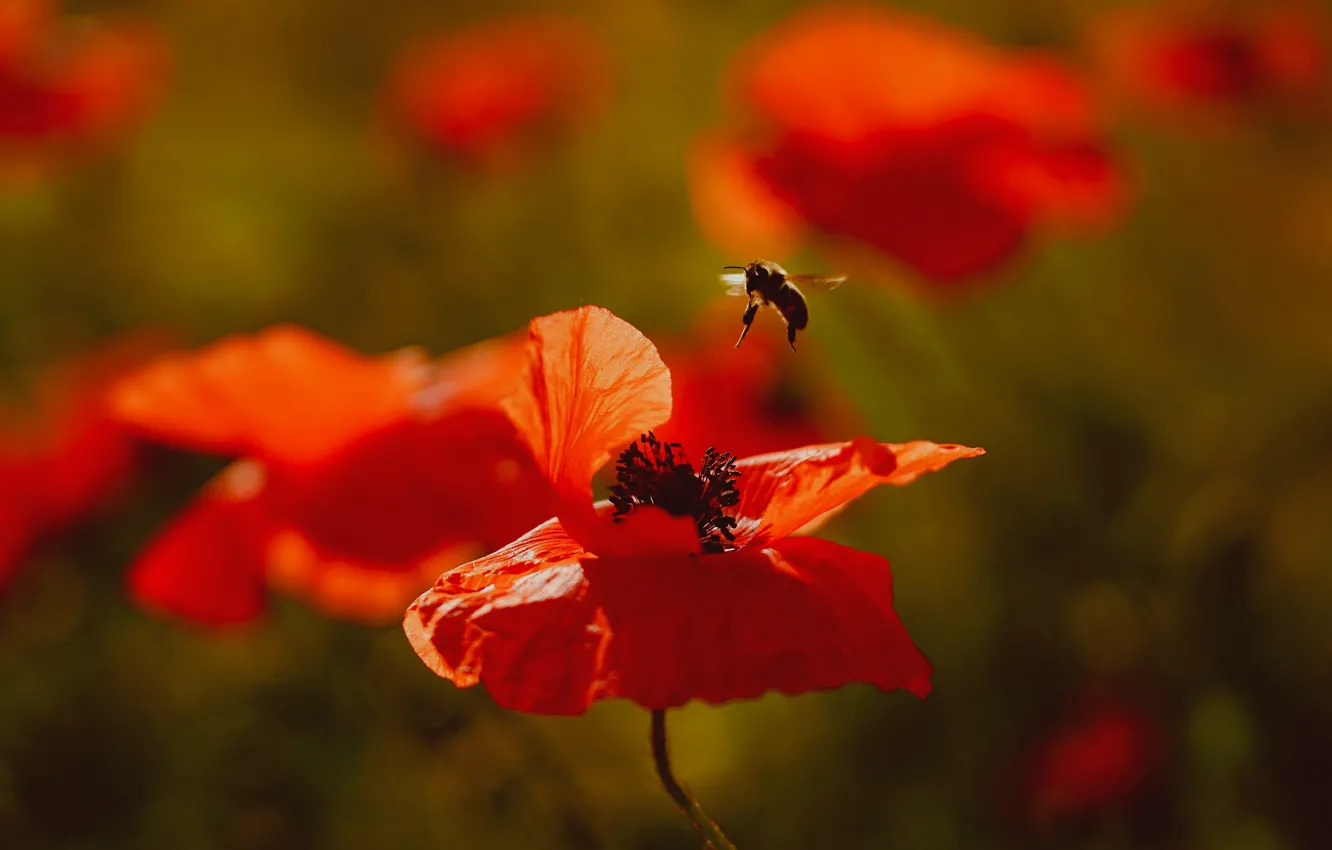 Photo wallpaper flowers, bee, Maki, red, insect