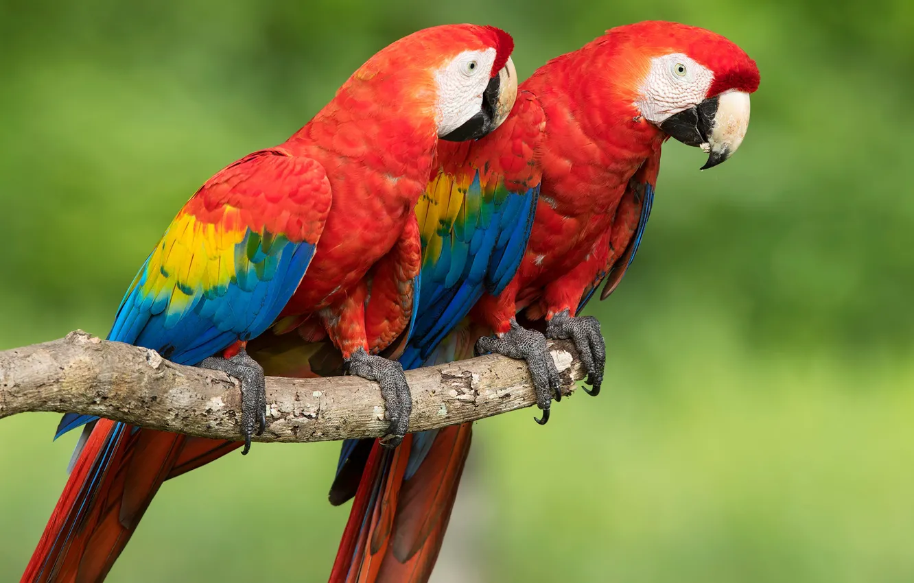 Photo wallpaper background, bird, parrot, a couple, bokeh, Red macaw