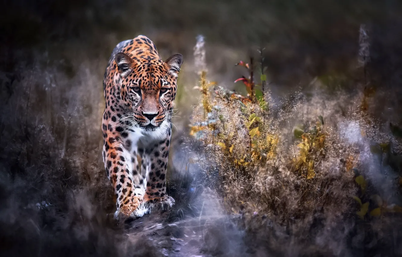 Photo wallpaper nature, Leopard, walk, big cat, Leopard, Panthera pardus