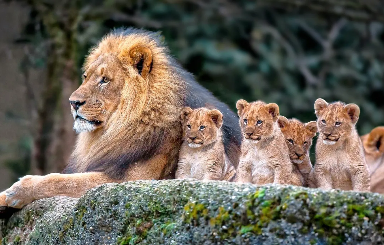 Photo wallpaper Leo, father, lies, lion