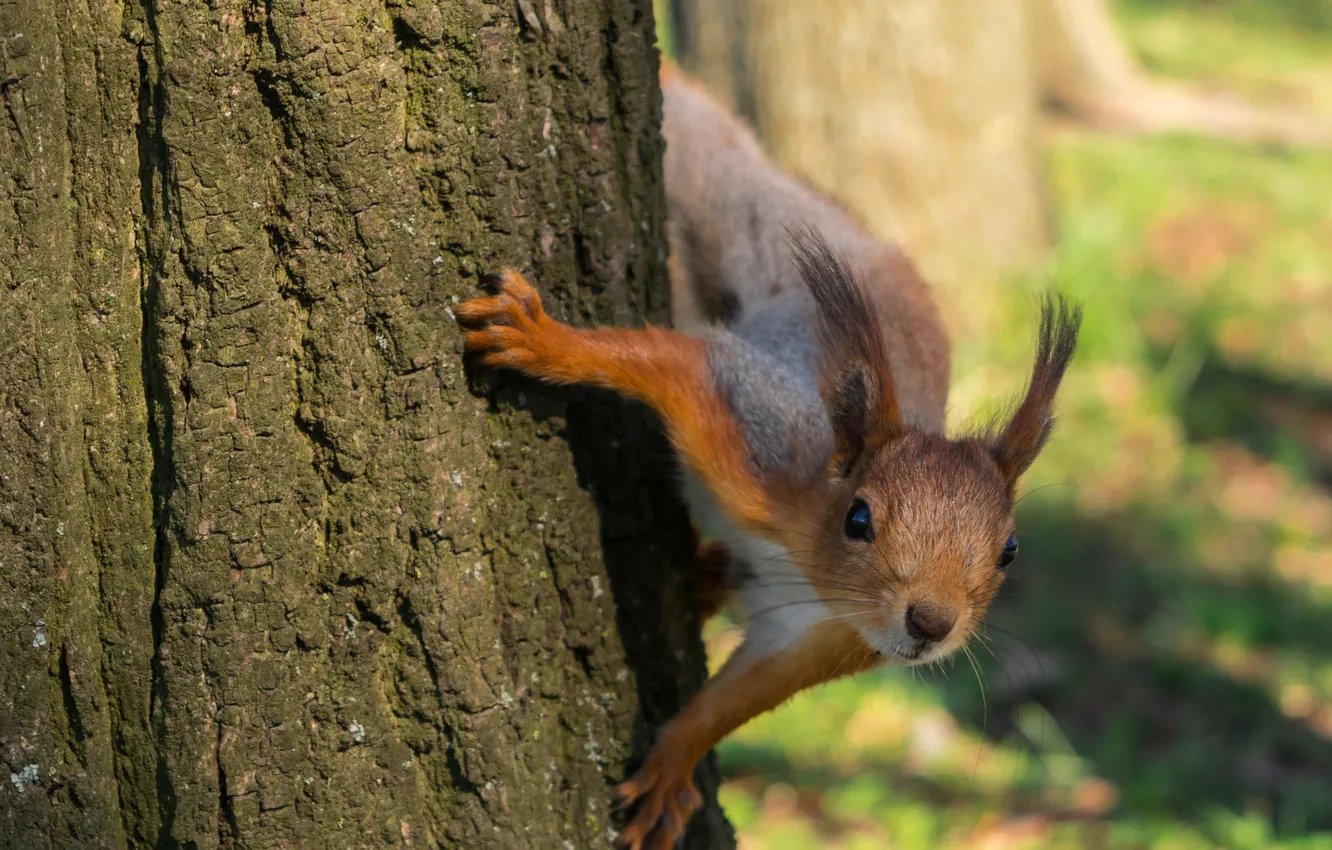 Photo wallpaper face, tree, protein, trunk, rodent