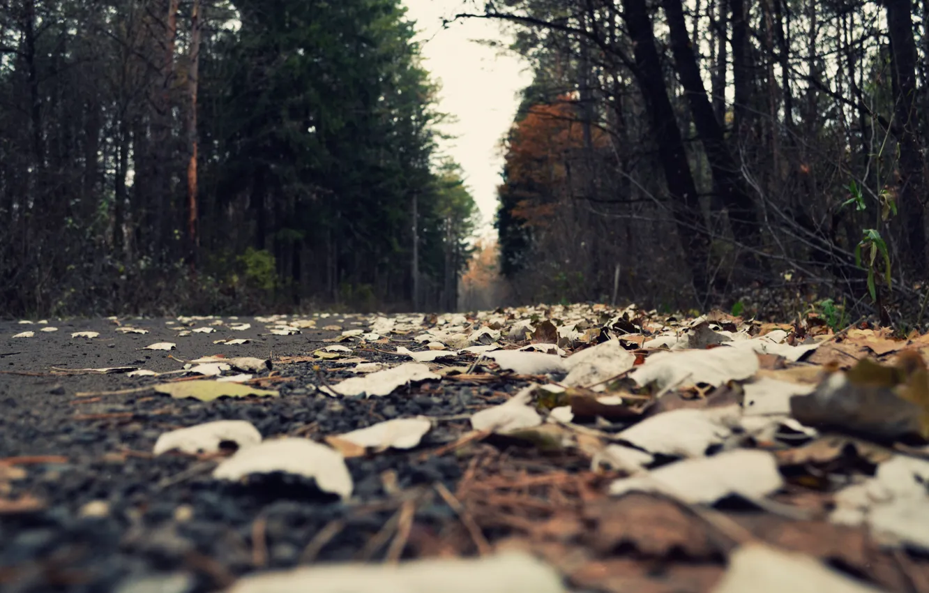 Photo wallpaper road, forest, fog, foliage, Autumn