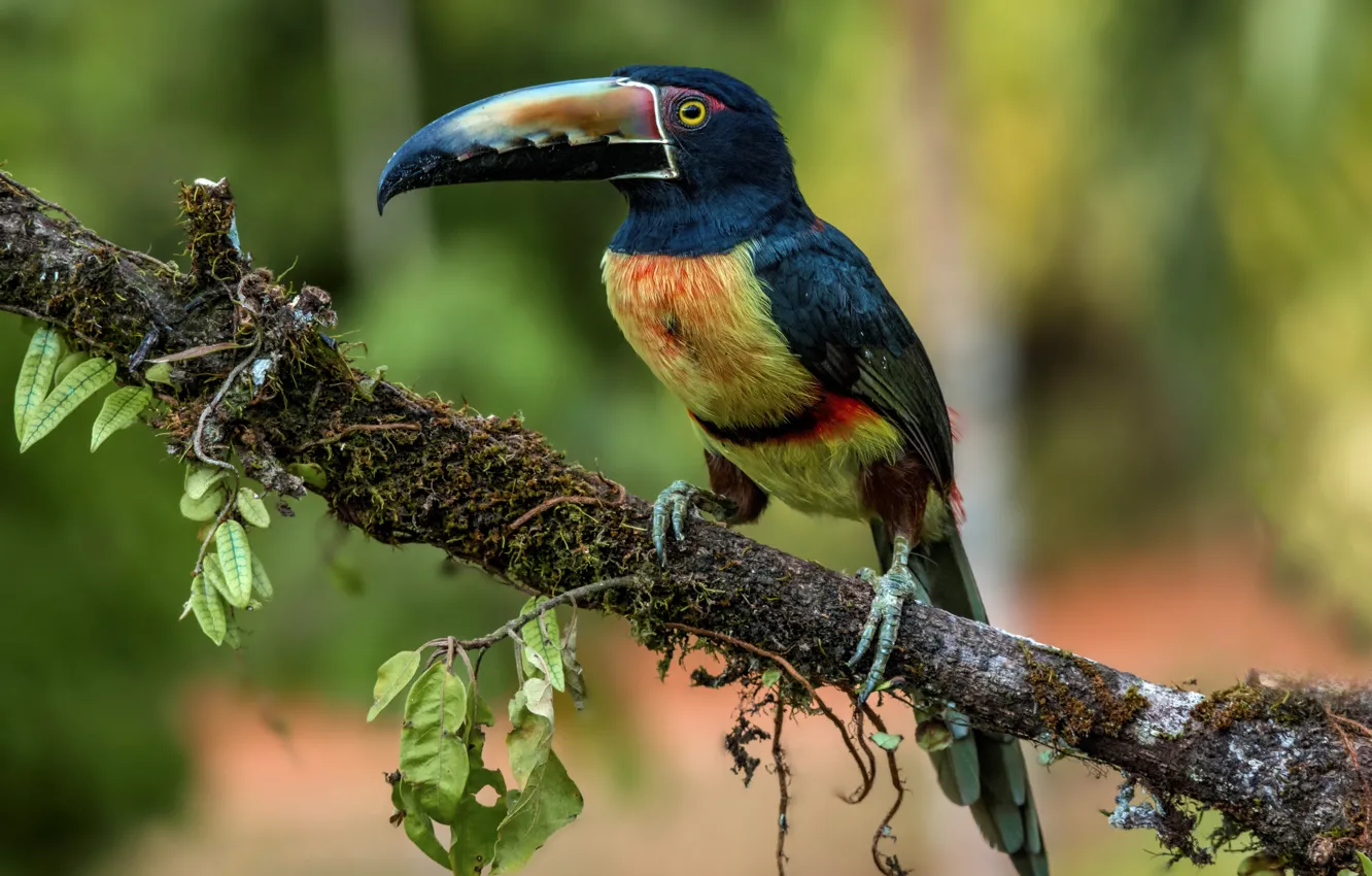 Photo wallpaper bird, Toucan, aracari, Collared aracari