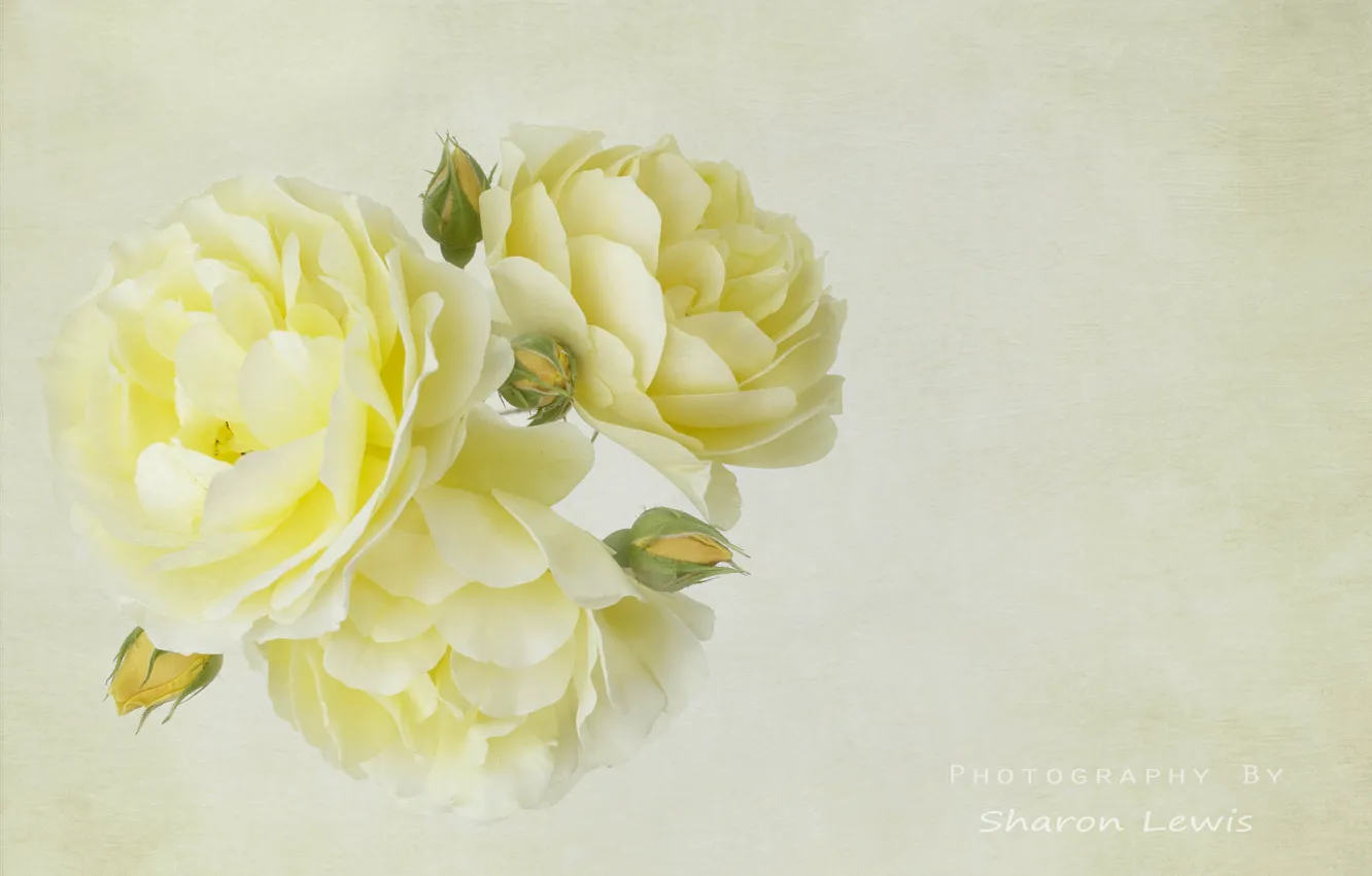 Photo wallpaper roses, gentle, a bunch