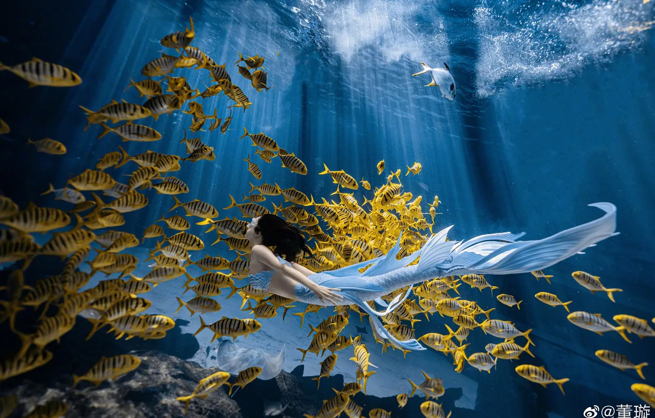 Photo wallpaper girl, mermaid, fish, under water