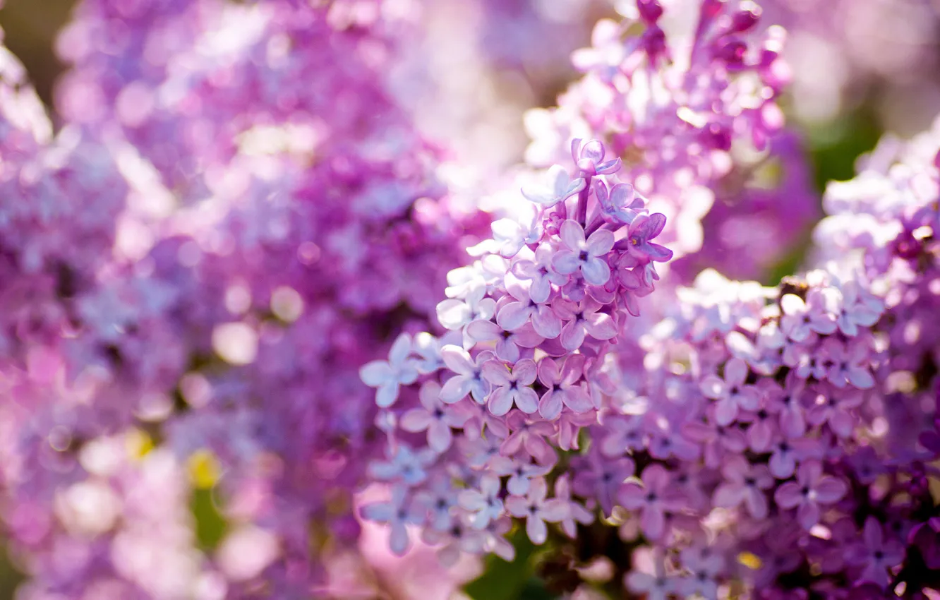 Photo wallpaper nature, spring, flowering, lilac