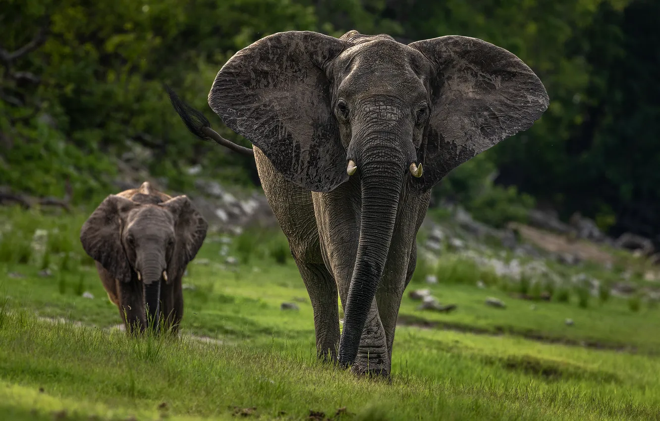 Photo wallpaper elephant, walk, elephants, muzzle, the elephant, mother, elephant