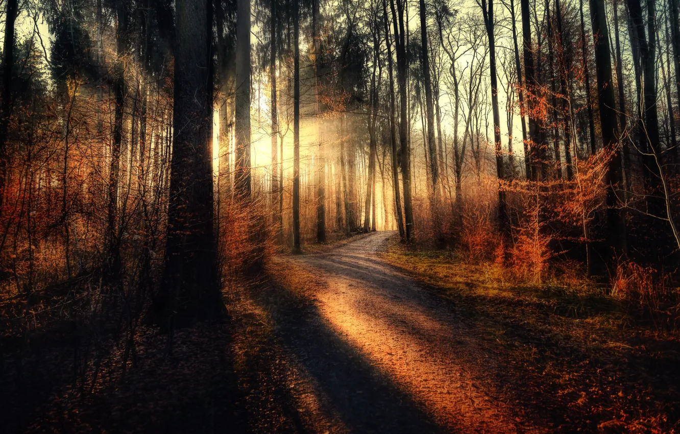 Photo wallpaper forest, treatment, Sunset, the sun's rays